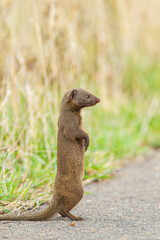Naklejka na ściany i meble Dwarf Mongoose standing on a tarred road in the Kruger Park, South Africa 
