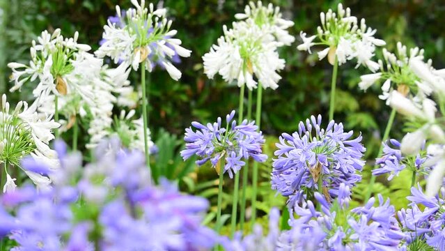 白と紫のツートンで咲き競う美しい「ムラサキクンシラン（アガパンサス）」