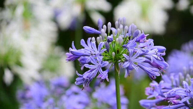 白と紫のツートンで咲き競う美しい「ムラサキクンシラン（アガパンサス）」
