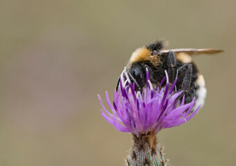 Eine Hummel auf einer Distelblüte