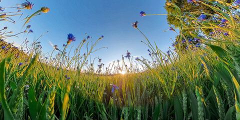 Bavarian landscape Corn flower field in blue with hidden man who enjoy nature during sunset