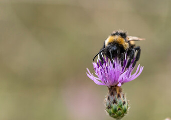 Eine Hummel auf einer Distelblüte