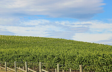 Fototapeta na wymiar The vineyard on the hill - New Zealand