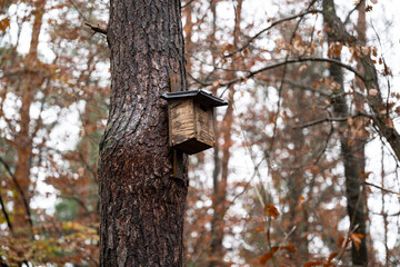 Wet tree with birdhouse in the forest after the rain in autumn