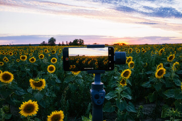 Steadicam for phone that shoots sunflowers - obrazy, fototapety, plakaty