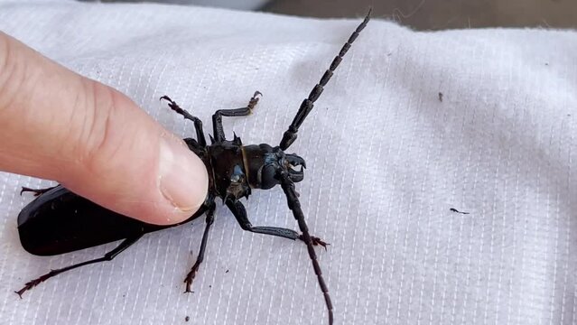 Human finger strokes a large black beetle sitting on white cloth.