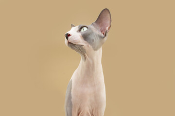Portrait attentive sphynx cat looking away. Isolated on beige background