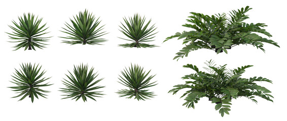 Plants for decorating dry gardens