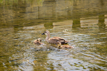 Mom duck (spot billed duck) and two little ducklings swimming in the river on a sunny day.