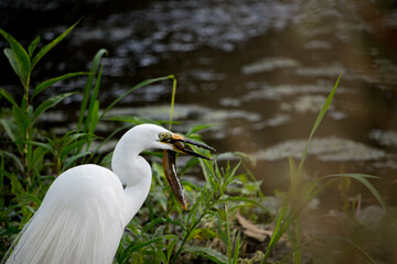 Large egret (eastern great egret) catching a fish (loach) in the river.