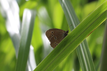 Schornsteinfeger oder auch Brauner Waldvogel