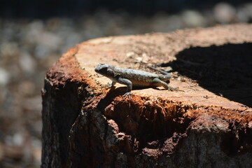 Gecko Lizard on wood