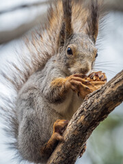 The squirrel with nut sits on a branches in the spring or summer.