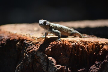 Gecko Lizard on wood - Powered by Adobe
