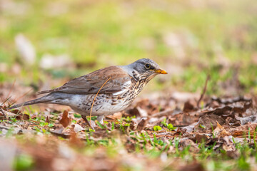 Fieldfare, Turdus pilaris, on a sprng lawn.