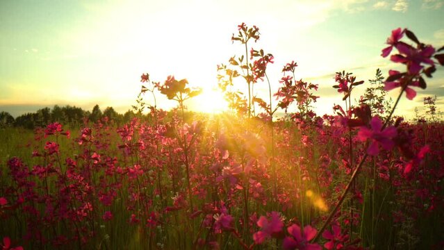 Summer alpine meadow with colorful wildflowers. Camera moves among grass and colorful flowers, backlight, sunset. Summer alpine green flora background. Slow mo, flowers in the sun
