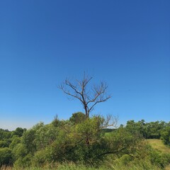 tree on a hill