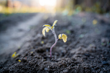 Withered young sprout of tomato close-up in the garden bed