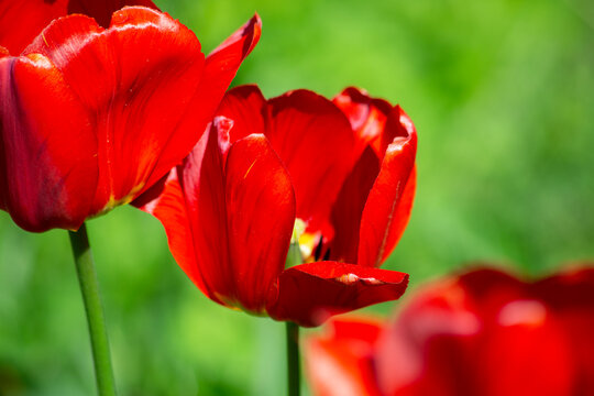 Beautiful red and green summer background of red garden tulips.Selective focus, blurred background. High quality photo