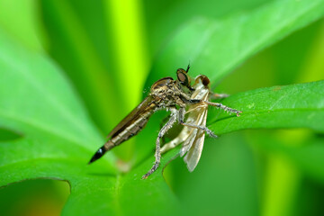 Robber flies pounce on butterflies