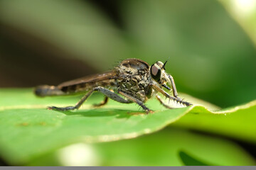 A robber fly from the family Asilidae perched on a plant leaf with bokeh background