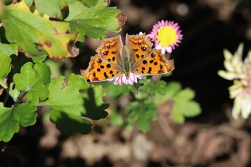 日本の秋の公園に咲くスプレーマムのピンク色の花の蜜を吸うキタテハ蝶