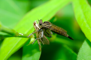 Robber fly predators pounce on butterflies on green branches.