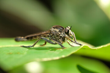 A robber fly from the family asilidae perched on a plant leaf with bokeh background
