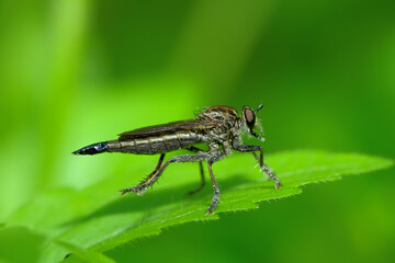 The Asilidae are a family of robber flies, also called killer flies. 