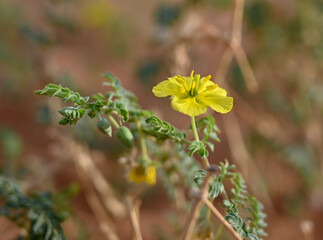 Desert Flowers