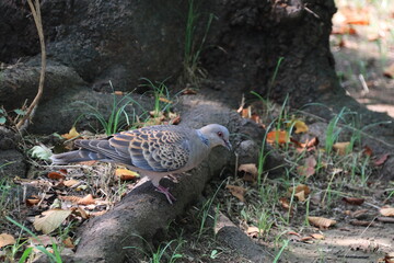 キジバト（ヤマバト）