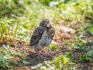 A fieldfare chick, Turdus pilaris, has left the nest and sitting on the spring lawn. A fieldfare chick sits on the ground and waits for food from its parents.