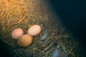 Homemade chicken eggs lie in a straw nest with a wooden egg