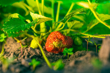 Obraz premium Juicy rich red strawberries grow close-up in the garden at sunset