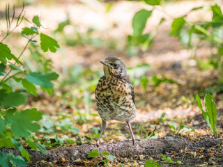 A fieldfare chick, Turdus pilaris, has left the nest and sitting on the spring lawn. A fieldfare chick sits on the ground and waits for food from its parents.