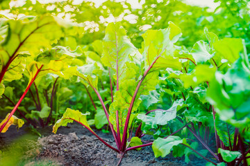 Young leaves of beetroot growing in the soil close-up. At sunset in the garden