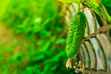 Beautiful growing green cucumber close up. Cucumber with thorns hanging on a plant in the garden
