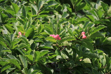 Obraz premium コブシの実