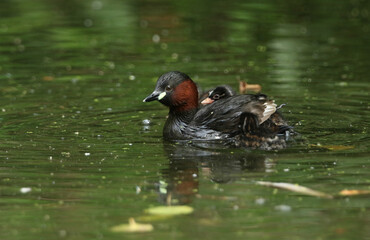 A  Little Grebe, or Dabchick Tachybaptus ruficollis, is swimming on a lake. One of her cute babies sitting on her back is poking out its head from under her feathers.