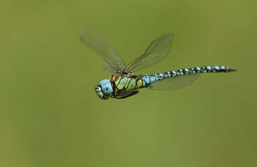 A rare male Southern Migrant Hawker Dragonfly, Aeshna affinis,  in flight.