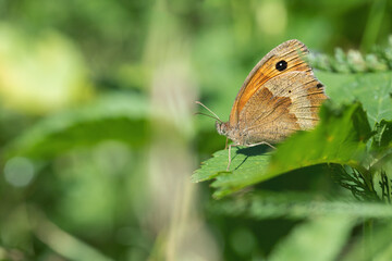 Meadow brown butterfly (Maniola jurtina) hides between leafs.
