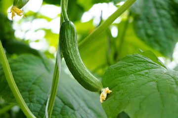 Greenhouse with fresh ripe cucumber. Organic food and vegetables. Healthy eating. Hydroponics in agribusiness. Growing cucumbers in a greenhouse using drip irrigation. Smooth camera movement