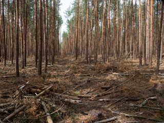 Extrem trockener Kiefernwald - Waldbrandgefahr - Klimawandel