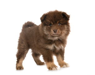 Fototapeta premium puppy Finnish Lapphund in studio