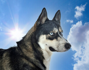 siberian husky in studio