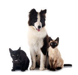 young Yakutian Laika and cats