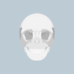 Fototapeta na wymiar anatomy of human skull, bone, skeleton, internal organs body part orthopedic health care, diagram vector illustration cartoon flat character design