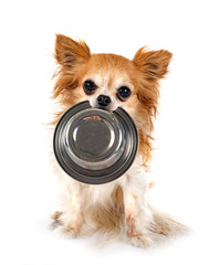 chihuahua in studio