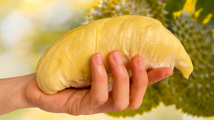 Close up Asian women hand holding durian fruit. Ripe durian. Tasty durian that has been, durian is the king of fruits. Is a famous fruit in Asia.