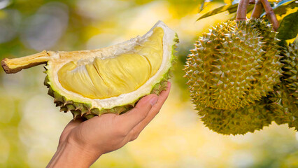 Close up Asian women hand holding durian fruit. Ripe durian. Tasty durian that has been, durian is the king of fruits. Is a famous fruit in Asia.